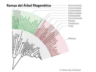 Ramas del Árbol filogenético
 