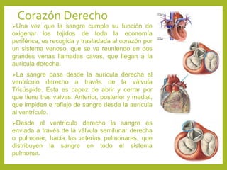 Corazón Derecho
Una vez que la sangre cumple su función de
oxigenar los tejidos de toda la economía
periférica, es recogida y trasladada al corazón por
un sistema venoso, que se va reuniendo en dos
grandes venas llamadas cavas, que llegan a la
aurícula derecha.
La sangre pasa desde la aurícula derecha al
ventrículo derecho a través de la válvula
Tricúspide. Esta es capaz de abrir y cerrar por
que tiene tres valvas: Anterior, posterior y medial,
que impiden e reflujo de sangre desde la aurícula
al ventrículo.
Desde el ventrículo derecho la sangre es
enviada a través de la válvula semilunar derecha
o pulmonar, hacia las arterias pulmonares, que
distribuyen la sangre en todo el sistema
pulmonar.
 