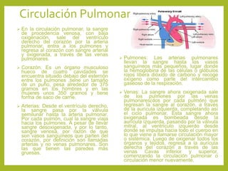 Circulación Pulmonar
 En la circulación pulmonar, la sangre
de procedencia venosa, con baja
oxigenación, sale del ventrículo
derecho del corazón por la arteria
pulmonar, entra a los pulmones y
regresa al corazón con sangre arterial
y oxigenada, a través de las venas
pulmonares.
 Corazón: Es un órgano musculoso
hueco de cuatro cavidades se
encuentra situado debajo del esternón
entre los pulmones ,tiene un tamaño
de un puño, pesa alrededor de 375
gramos en los hombres y en las
mujeres unos 350 gramos y tiene
forma de saco de carne.
 Arterias: Desde el ventrículo derecho,
la sangre pasa por la válvula
semilunar hasta la arteria pulmonar.
Por cada pulmón, cual la sangre viaja
hacia los pulmones. A pesar de llevar
sangre desoxigenada, y por lo tanto,
sangre venosa, por razón de que
son vasos sanguíneos que parten del
corazón, por definición son llamadas
arterias y no venas pulmonares. Son
las que tienen las paredes más
gruesas.
 Pulmones: Las arterias pulmonares
llevan la sangre hasta los vasos
sanguíneos más pequeños, lugar donde
la hemoglobina de las células o glóbulos
rojos libera dióxido de carbono y recoge
oxígeno como parte del intercambio
gaseoso de la respiración.
 Venas: La sangre ahora oxigenada sale
de los pulmones por las venas
pulmonares(dos por cada pulmón) que
regresan la sangre al corazón, a través
de la aurícula izquierda, completando así
el ciclo pulmonar. Esta sangre ahora
oxigenada es bombeada desde la
aurícula izquierda, pasando por la válvula
mitral, al ventrículo izquierdo desde
donde se impulsa hacia todo el cuerpo en
lo que viene a llamarse circulación mayor
o sistémica. Luego de oxigenar todos los
órganos y tejidos, regresa a la aurícula
derecha del corazón a través de las
venas Cavas inferior y superior,
comenzando la circulación pulmonar o
circulación menor nuevamente.
 