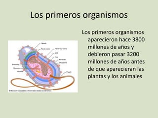 Los primeros organismos
Los primeros organismos
aparecieron hace 3800
millones de años y
debieron pasar 3200
millones de años antes
de que aparecieran las
plantas y los animales
 