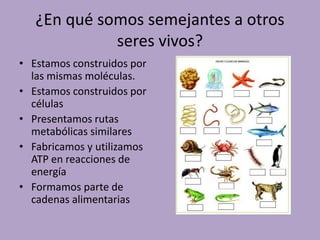 ¿En qué somos semejantes a otros
seres vivos?
• Estamos construidos por
las mismas moléculas.
• Estamos construidos por
células
• Presentamos rutas
metabólicas similares
• Fabricamos y utilizamos
ATP en reacciones de
energía
• Formamos parte de
cadenas alimentarias
 