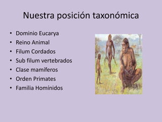 Nuestra posición taxonómica
• Dominio Eucarya
• Reino Animal
• Filum Cordados
• Sub filum vertebrados
• Clase mamíferos
• Orden Primates
• Familia Homínidos
 