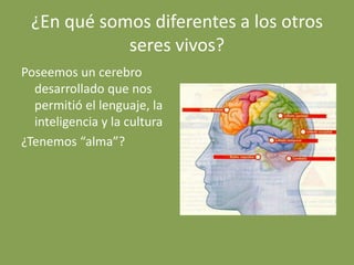 ¿En qué somos diferentes a los otros
seres vivos?
Poseemos un cerebro
desarrollado que nos
permitió el lenguaje, la
inteligencia y la cultura
¿Tenemos “alma”?
 