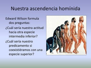 Nuestra ascendencia homínida
Edward Wilson formula
dos preguntas:
¿Cuál sería nuestra actitud
hacia otra especie
intermedia inferior?
¿Cuál sería nuestro
predicamento si
coexistiéramos con una
especie superior?
 