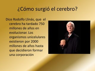 ¿Cómo surgió el cerebro?
Dice Rodolfo Llinás, que el
cerebro ha tardado 750
millones de años en
evolucionar. Los
organismos unicelulares
existieron por 2000
millones de años hasta
que decidieron formar
una corporación
 