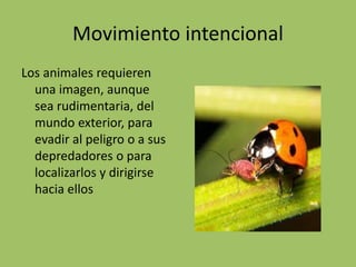 Movimiento intencional
Los animales requieren
una imagen, aunque
sea rudimentaria, del
mundo exterior, para
evadir al peligro o a sus
depredadores o para
localizarlos y dirigirse
hacia ellos
 