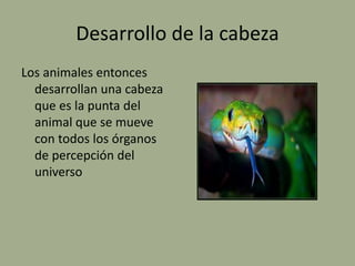 Desarrollo de la cabeza
Los animales entonces
desarrollan una cabeza
que es la punta del
animal que se mueve
con todos los órganos
de percepción del
universo
 