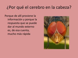 ¿Por qué el cerebro en la cabeza?
Porque de allí proviene la
información y porque la
respuesta que se puede
dar al mundo externo
es, de esa cuenta,
mucho más rápida
 