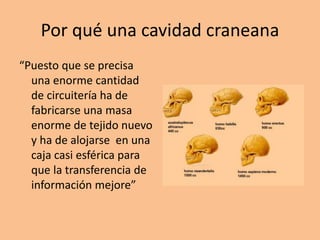 Por qué una cavidad craneana
“Puesto que se precisa
una enorme cantidad
de circuitería ha de
fabricarse una masa
enorme de tejido nuevo
y ha de alojarse en una
caja casi esférica para
que la transferencia de
información mejore”
 