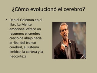 ¿Cómo evolucionó el cerebro?
• Daniel Goleman en el
libro La Mente
emocional ofrece un
resumen: el cerebro
creció de abajo hacia
arriba, del tronco
cerebral, al sistema
límbico, la corteza y la
neocorteza
 