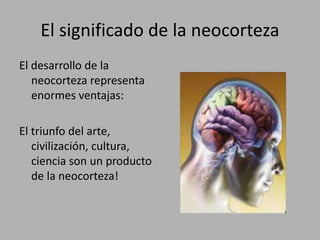 El significado de la neocorteza
El desarrollo de la
neocorteza representa
enormes ventajas:
El triunfo del arte,
civilización, cultura,
ciencia son un producto
de la neocorteza!
 