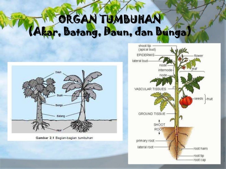 Biologi organ tumbuhan