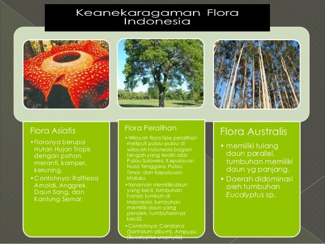 Download 980 Koleksi Gambar Flora Asiatis Australis Dan Peralihan Paling Baru 