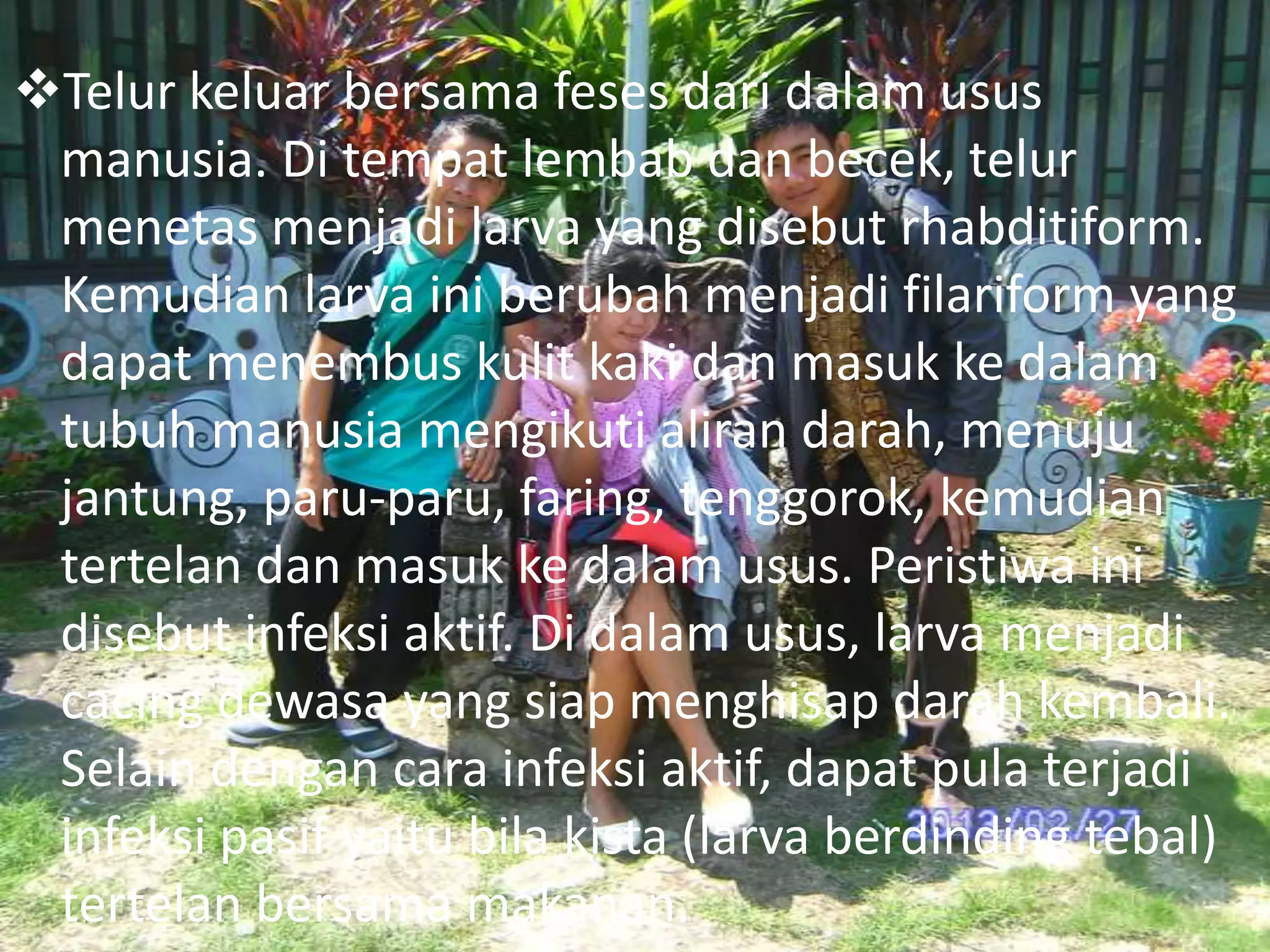 Telur keluar bersama feses dari dalam usus
manusia. Di tempat lembab dan becek, telur
menetas menjadi larva yang disebut rhabditiform.
Kemudian larva ini berubah menjadi filariform yang
dapat menembus kulit kaki dan masuk ke dalam
tubuh manusia mengikuti aliran darah, menuju
jantung, paru-paru, faring, tenggorok, kemudian
tertelan dan masuk ke dalam usus. Peristiwa ini
disebut infeksi aktif. Di dalam usus, larva menjadi
cacing dewasa yang siap menghisap darah kembali.
Selain dengan cara infeksi aktif, dapat pula terjadi
infeksi pasif yaitu bila kista (larva berdinding tebal)
tertelan bersama makanan.

 