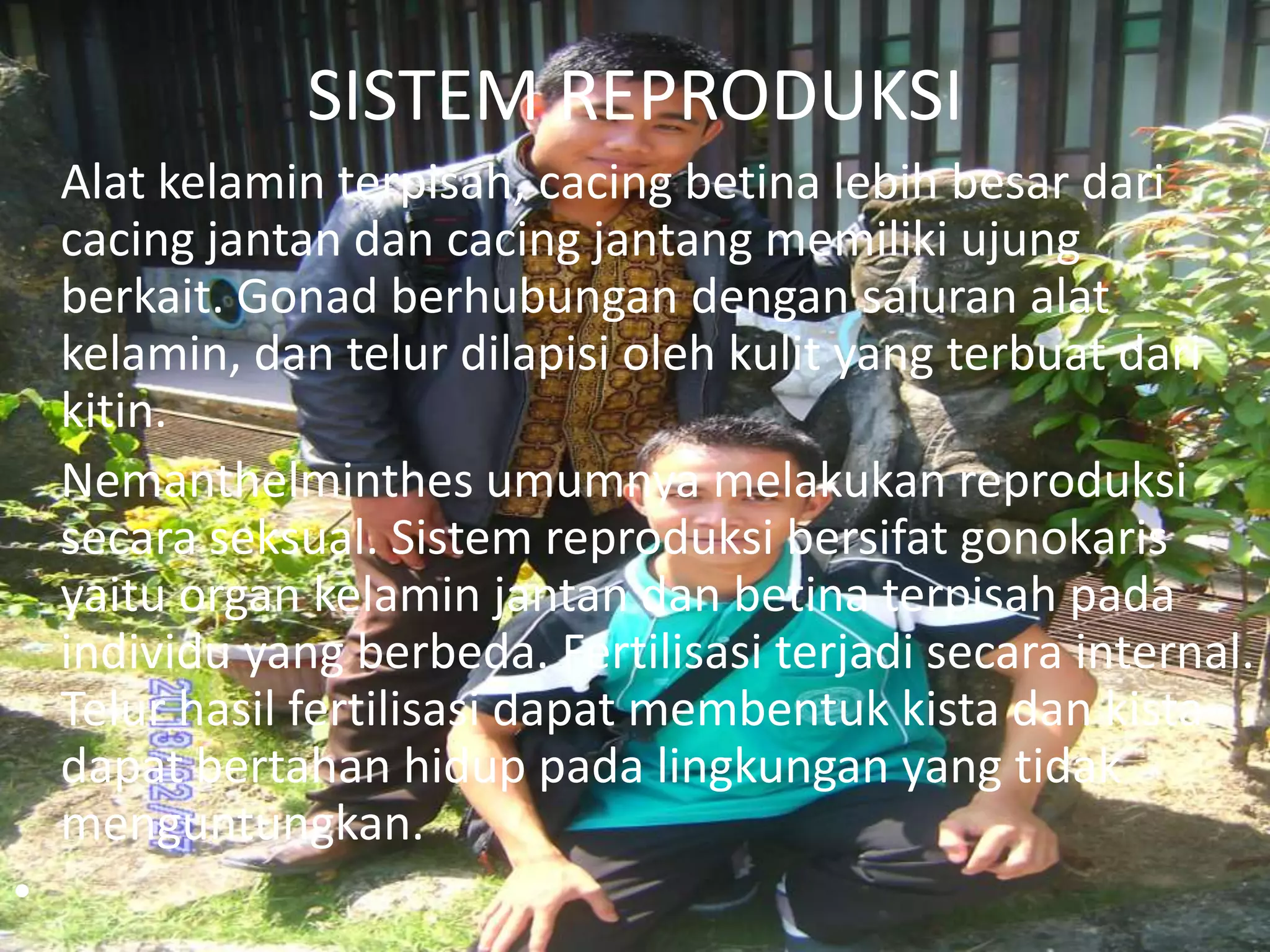 SISTEM REPRODUKSI
Alat kelamin terpisah, cacing betina lebih besar dari
cacing jantan dan cacing jantang memiliki ujung
berkait. Gonad berhubungan dengan saluran alat
kelamin, dan telur dilapisi oleh kulit yang terbuat dari
kitin.
Nemanthelminthes umumnya melakukan reproduksi
secara seksual. Sistem reproduksi bersifat gonokaris
yaitu organ kelamin jantan dan betina terpisah pada
individu yang berbeda. Fertilisasi terjadi secara internal.
Telur hasil fertilisasi dapat membentuk kista dan kista
dapat bertahan hidup pada lingkungan yang tidak
menguntungkan.
•

 