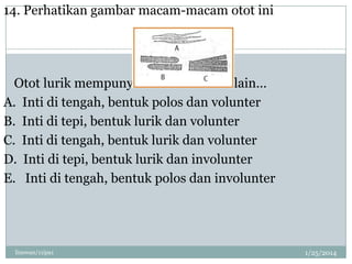 14. Perhatikan gambar macam-macam otot ini

Otot lurik mempunyai ciri-ciri antara lain…
A. Inti di tengah, bentuk polos dan volunter
B. Inti di tepi, bentuk lurik dan volunter
C. Inti di tengah, bentuk lurik dan volunter
D. Inti di tepi, bentuk lurik dan involunter
E. Inti di tengah, bentuk polos dan involunter

linswan/11ipa1

1/25/2014

 
