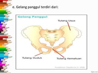 e. Gelang panggul terdiri dari:

 