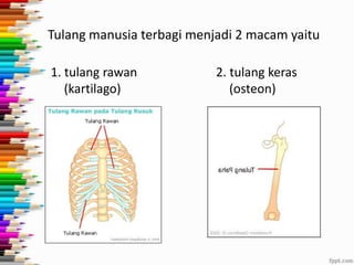 Tulang manusia terbagi menjadi 2 macam yaitu
1. tulang rawan
(kartilago)

2. tulang keras
(osteon)

 