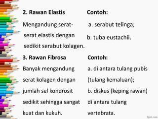 2. Rawan Elastis

Contoh:

Mengandung serat-

a. serabut telinga;

serat elastis dengan

b. tuba eustachii.

sedikit serabut kolagen.
3. Rawan Fibrosa

Contoh:

Banyak mengandung

a. di antara tulang pubis

serat kolagen dengan

(tulang kemaluan);

jumlah sel kondrosit

b. diskus (keping rawan)

sedikit sehingga sangat

di antara tulang

kuat dan kukuh.

vertebrata.

 
