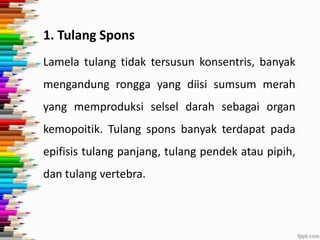1. Tulang Spons
Lamela tulang tidak tersusun konsentris, banyak

mengandung rongga yang diisi sumsum merah
yang memproduksi selsel darah sebagai organ
kemopoitik. Tulang spons banyak terdapat pada
epifisis tulang panjang, tulang pendek atau pipih,
dan tulang vertebra.

 