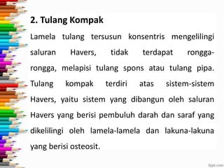 2. Tulang Kompak
Lamela tulang tersusun konsentris mengelilingi
saluran

Havers,

tidak

terdapat

rongga-

rongga, melapisi tulang spons atau tulang pipa.
Tulang

kompak

terdiri

atas

sistem-sistem

Havers, yaitu sistem yang dibangun oleh saluran
Havers yang berisi pembuluh darah dan saraf yang
dikelilingi oleh lamela-lamela dan lakuna-lakuna
yang berisi osteosit.

 