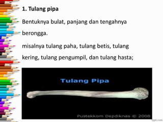 1. Tulang pipa
Bentuknya bulat, panjang dan tengahnya
berongga.

misalnya tulang paha, tulang betis, tulang
kering, tulang pengumpil, dan tulang hasta;

 