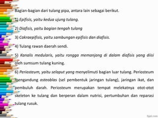 Bagian-bagian dari tulang pipa, antara lain sebagai berikut.
1) Epifisis, yaitu kedua ujung tulang.
2) Diafisis, yaitu bagian tengah tulang
3) Cakraepifisis, yaitu sambungan epifisis dan diafisis.
4) Tulang rawan daerah sendi.
5) Kanalis medularis, yaitu rongga memanjang di dalam diafisis yang diisi
oleh sumsum tulang kuning.
6) Periosteum, yaitu selaput yang menyelimuti bagian luar tulang. Periosteum
mengandung osteoblas (sel pembentuk jaringan tulang), jaringan ikat, dan
pembuluh darah. Periosteum merupakan tempat melekatnya otot-otot

skeleton ke tulang dan berperan dalam nutrisi, pertumbuhan dan reparasi
tulang rusuk.

 