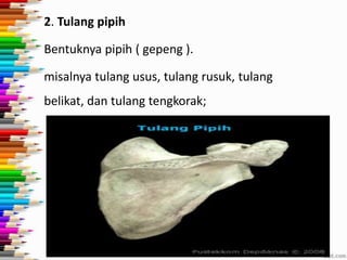 2. Tulang pipih
Bentuknya pipih ( gepeng ).
misalnya tulang usus, tulang rusuk, tulang
belikat, dan tulang tengkorak;

 