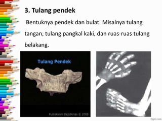 3. Tulang pendek
Bentuknya pendek dan bulat. Misalnya tulang
tangan, tulang pangkal kaki, dan ruas-ruas tulang

belakang.

 