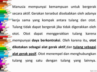 Manusia mempunyai kemampuan untuk bergerak
secara aktif. Gerakan tersebut disebabkan oleh adanya
kerja sama yang kompak antara tulang dan otot.

Tulang tidak dapat bergerak jika tidak digerakkan oleh
otot. Otot dapat menggerakkan tulang karena
mempunyai daya berkontraksi. Oleh karena itu, otot
dikatakan sebagai alat gerak aktif dan tulang sebagai
alat gerak pasif. Otot menempel dan menghubungkan

tulang yang satu dengan tulang yang lainnya.

 