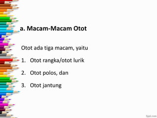 a. Macam-Macam Otot
Otot ada tiga macam, yaitu
1. Otot rangka/otot lurik

2. Otot polos, dan
3. Otot jantung

 