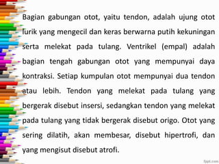Bagian gabungan otot, yaitu tendon, adalah ujung otot
lurik yang mengecil dan keras berwarna putih kekuningan
serta melekat pada tulang. Ventrikel (empal) adalah

bagian tengah gabungan otot yang mempunyai daya
kontraksi. Setiap kumpulan otot mempunyai dua tendon
atau lebih. Tendon yang melekat pada tulang yang
bergerak disebut insersi, sedangkan tendon yang melekat
pada tulang yang tidak bergerak disebut origo. Otot yang

sering dilatih, akan membesar, disebut hipertrofi, dan
yang mengisut disebut atrofi.

 