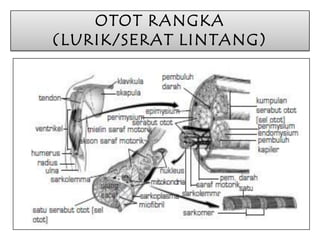 OTOT RANGKA
(LURIK/SERAT LINTANG)

 
