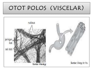 OTOT POLOS (VISCELAR)

 