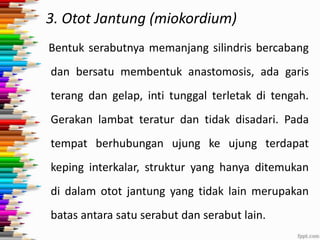 3. Otot Jantung (miokordium)
Bentuk serabutnya memanjang silindris bercabang
dan bersatu membentuk anastomosis, ada garis
terang dan gelap, inti tunggal terletak di tengah.
Gerakan lambat teratur dan tidak disadari. Pada

tempat berhubungan ujung ke ujung terdapat
keping interkalar, struktur yang hanya ditemukan
di dalam otot jantung yang tidak lain merupakan
batas antara satu serabut dan serabut lain.

 