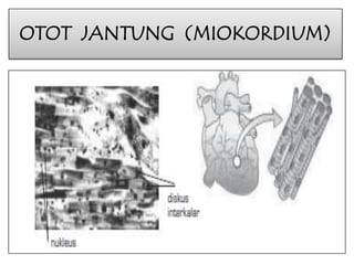 OTOT JANTUNG (MIOKORDIUM)

 