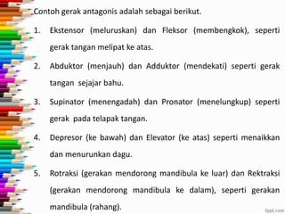 Contoh gerak antagonis adalah sebagai berikut.

1.

Ekstensor (meluruskan) dan Fleksor (membengkok), seperti
gerak tangan melipat ke atas.

2.

Abduktor (menjauh) dan Adduktor (mendekati) seperti gerak
tangan sejajar bahu.

3.

Supinator (menengadah) dan Pronator (menelungkup) seperti
gerak pada telapak tangan.

4.

Depresor (ke bawah) dan Elevator (ke atas) seperti menaikkan
dan menurunkan dagu.

5.

Rotraksi (gerakan mendorong mandibula ke luar) dan Rektraksi
(gerakan mendorong mandibula ke dalam), seperti gerakan
mandibula (rahang).

 