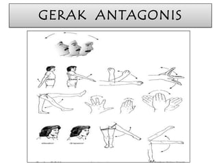 GERAK ANTAGONIS

 