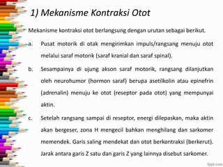1) Mekanisme Kontraksi Otot
Mekanisme kontraksi otot berlangsung dengan urutan sebagai berikut.
a.

Pusat motorik di otak mengirimkan impuls/rangsang menuju otot
melalui saraf motorik (saraf kranial dan saraf spinal).

b.

Sesampainya di ujung akson saraf motorik, rangsang dilanjutkan
oleh neurohumor (hormon saraf) berupa asetilkolin atau epinefrin
(adrenalin) menuju ke otot (reseptor pada otot) yang mempunyai
aktin.

c.

Setelah rangsang sampai di reseptor, energi dilepaskan, maka aktin
akan bergeser, zona H mengecil bahkan menghilang dan sarkomer
memendek. Garis saling mendekat dan otot berkontraksi (berkerut).
Jarak antara garis Z satu dan garis Z yang lainnya disebut sarkomer.

 