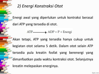 2) Energi Konstraksi Otot
Energi awal yang diperlukan untuk kontraksi berasal
dari ATP yang tersedia di otot.

Akan tetapi, ATP yang tersedia hanya cukup untuk
kegiatan otot selama 5 detik. Dalam otot selain ATP
tersedia pula kreatin fosfat yang berenergi yang

dimanfaatkan pada waktu kontraksi otot. Selanjutnya
kreatin melepaskan energinya.

 