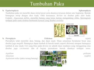 Tumbuhan Paku
Equisetophyta
/
Sphenophyta
Tumbuhan paku ini memiliki daun mirip kawat serta daunnya tersusun dalam satu lingkaran. Bentuk
batangnya mirip dengan ekor kuda. Oleh karenanya, divisio ini disebut paku ekor kuda.
Contoh : Equisetum debile, memiliki batang yang keras karena mengandung silika. Sporangium
terdapat pada suatu struktur berbentuk kerucut yang disebut strobilus

Pterophyta
/
Felicinae
(paku
sejati)
Pterophyta telah memiliki akar, batang, dan daun sejati. Daun umumnya berukuran besar atau
disebut juga megafil. Batangnya dapat tumbuh di bawah tanah (seperti rhizoma) ataupun batangnya
tumbuh di atas tanah. Ciri yang khas pada divisio ini adalah daun mudanya yang menggulung atau
disebut juga circinnatus dan di bagian permukaan bawah daunnya terdapat sorus.
Contoh:
Aspidium
pedatum
Adiantum
cuneatum
(suplir)
Asplenium nidus (paku sarang burung)

 