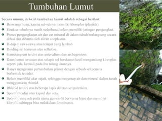 Tumbuhan Lumut
Secara umum, ciri-ciri tumbuhan lumut adalah sebagai berikut:
Berwarna hijau, karena sel-selnya memiliki kloroplas (plastida).
Struktur tubuhnya masih sederhana, belum memiliki jaringan pengangkut.
Proses pengangkutan air dan zat mineral di dalam tubuh berlangsung secara
difusi dan dibantu oleh aliran sitoplasma.
Hidup di rawa-rawa atau tempat yang lembab
Dinding sel tersusun atas sellulose.
Gametangium terdiri atas anteredium dan archegoniom.
Daun lumut tersusun atas selapis sel berukuran kecil mengandung kloroplas
seperti jala, kecuali pada ibu tulang daunnya.
Hanya mengalami pertumbuhan primer dengan sebuah sel pemula
berbentuk tetrader.
Belum memiliki akar sejati, sehingga menyerap air dan mineral dalam tanah
menggunakan rhizoid.
Rhizoid terdiri atas beberapa lapis deretan sel parenkim.
Sporofit terdiri atas kapsul dan seta.
Sporofit yang ada pada ujung gametofit berwarna hijau dan memiliki
klorofil, sehingga bisa melakukan fotosintesis.

 