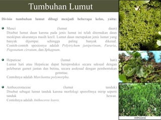 Tumbuhan Lumut
Divisio

tumbuhan

lumut

dibagi

menjadi

beberapa

kelas,

yaitu:

Musci
(lumut
daun)
Disebut lumut daun karena pada jenis lumut ini telah ditemukan daun
meskipun ukurannya masih kecil. Lumut daun merupakan jenis lumut yang
banyak
dijumpai
sehingga
paling
banyak
dikenal.
Contoh-contoh spesiesnya adalah Polytrichum juniperinum, Furaria,
Pogonatum cirratum, dan Sphagnum.
Hepaticae
(lumut
hati)
Lumut hati atau Hepaticae dapat bereproduksi secara seksual dengan
peleburan gamet jantan dan betina, secara aseksual dengan pembentukan
gemmae.
Contohnya adalah Marchantia polymorpha.
Anthocerotaceae
(lumut
tanduk)
Disebut sebagai lumut tanduk karena morfologi sporofitnya mirip seperti
tanduk
hewan.
Contohnya adalah Anthoceros leavis.

 