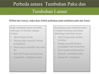 Perbeda antara Tumbuhan Paku dan
Tumbuhan Lumut
Dilihat dari cirinya, maka akan timbul perbedaan pada tumbuhan paku dan lumut.

Pada tumbuhan lumut memiliki
beberapa ciri khusus sebagai
berikut:
• Akar berupa rizoid.
• Batang tidak memiliki berkas
pengangkut
• Daun hanya memiliki satu lapis
sel
• Sporofit berupa sporogonium
• Gametofit : tumbuhan lumut

Sedangkan pada tumbuhan paku
terdapat beberapa perbedaan
dibanding tumbuhan lumut:
• Akar berupa akar serabut
(rizoma)
• Batang memiliki berkas
pengangkut tipe konsentris
• Daun sudah terdiferensiasi
• Sporofit : tumbuhan paku
• Gametofit : protalium

 