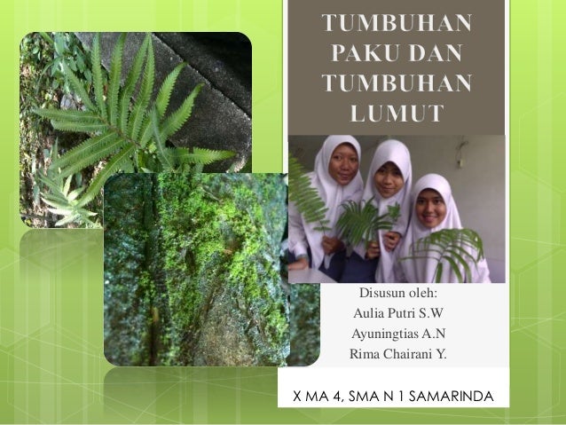 Contoh Tumbuhan Paku Kawat Contoh Tumbuhan Paku Kawat