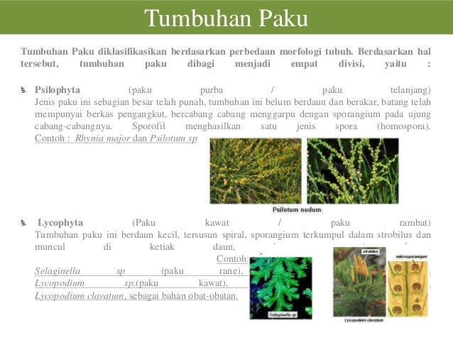 Tumbuhan Paku Dan Lumut Biologi