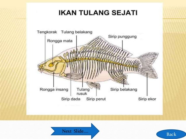  Ikan  Nama Organ  Gerak  Dan Fungsinya Hobi Mancing