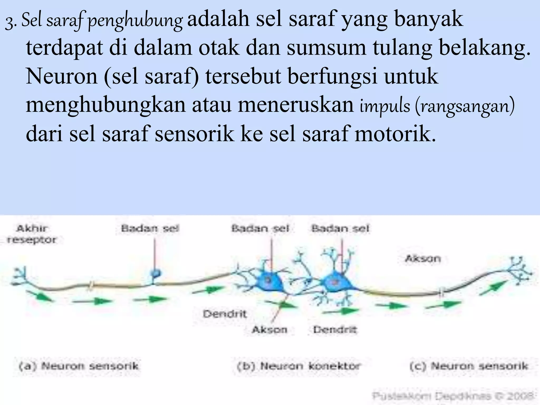 3. Sel saraf penghubung adalah sel saraf yang banyak 
terdapat di dalam otak dan sumsum tulang belakang. 
Neuron (sel saraf) tersebut berfungsi untuk 
menghubungkan atau meneruskan impuls (rangsangan) 
dari sel saraf sensorik ke sel saraf motorik. 
 