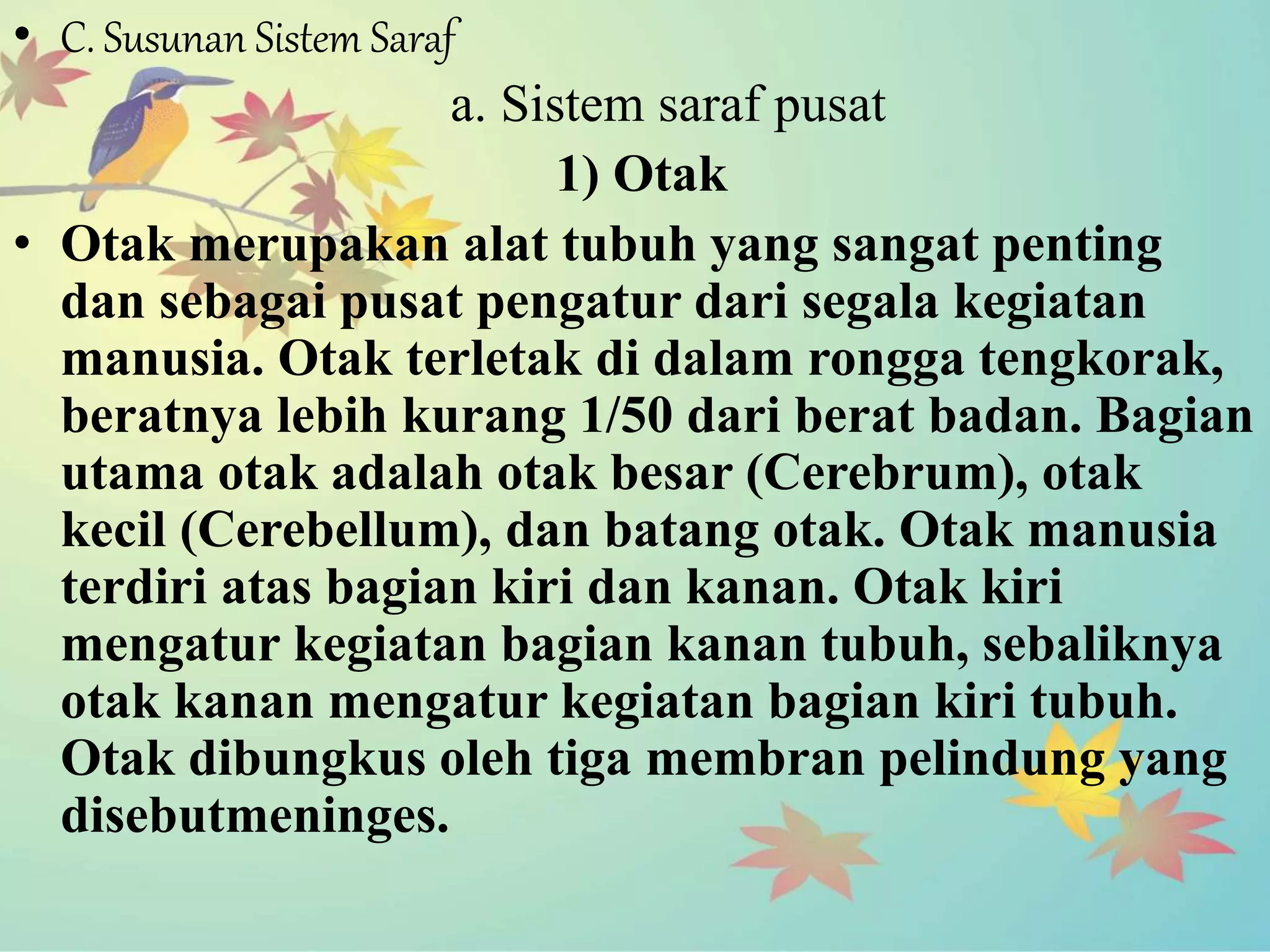 • C. Susunan Sistem Saraf 
a. Sistem saraf pusat 
1) Otak 
• Otak merupakan alat tubuh yang sangat penting 
dan sebagai pusat pengatur dari segala kegiatan 
manusia. Otak terletak di dalam rongga tengkorak, 
beratnya lebih kurang 1/50 dari berat badan. Bagian 
utama otak adalah otak besar (Cerebrum), otak 
kecil (Cerebellum), dan batang otak. Otak manusia 
terdiri atas bagian kiri dan kanan. Otak kiri 
mengatur kegiatan bagian kanan tubuh, sebaliknya 
otak kanan mengatur kegiatan bagian kiri tubuh. 
Otak dibungkus oleh tiga membran pelindung yang 
disebutmeninges. 
 