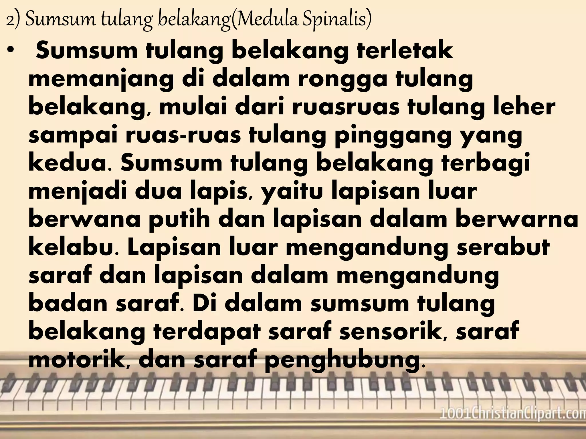 2) Sumsum tulang belakang(Medula Spinalis) 
• Sumsum tulang belakang terletak 
memanjang di dalam rongga tulang 
belakang, mulai dari ruasruas tulang leher 
sampai ruas-ruas tulang pinggang yang 
kedua. Sumsum tulang belakang terbagi 
menjadi dua lapis, yaitu lapisan luar 
berwana putih dan lapisan dalam berwarna 
kelabu. Lapisan luar mengandung serabut 
saraf dan lapisan dalam mengandung 
badan saraf. Di dalam sumsum tulang 
belakang terdapat saraf sensorik, saraf 
motorik, dan saraf penghubung. 
 
